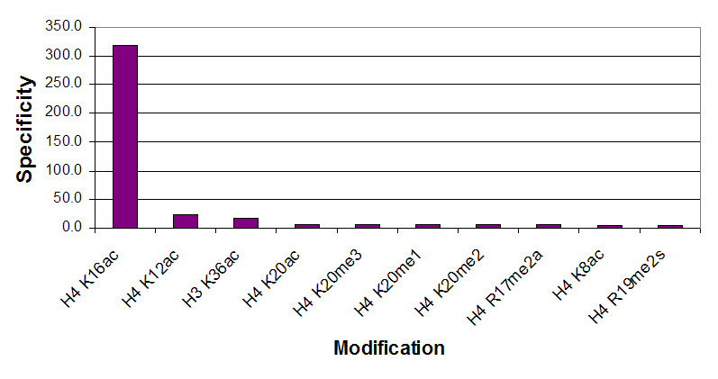 Histone H4 acetyl Lys16 antibody specificity tested by peptide array analysis.