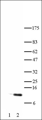 Histone H4K5ac antibody (pAb) tested by Western blot.