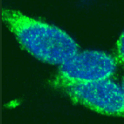 Rad51 antibody (pAb) tested by immunofluorescence.