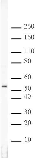 RbAp46/48 antibody (pAb) tested by Western blot.