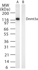 DNMT3A antibody (mAb) tested by Western blot.