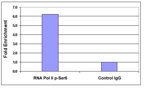 RNA pol II CTD phospho Ser5 antibody (pAb) tested by ChIP.