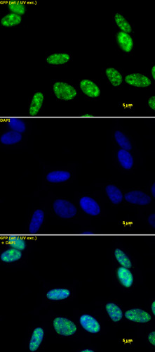 RNA pol II CTD phospho Ser5 antibody (pAb) tested by immunofluorescence.