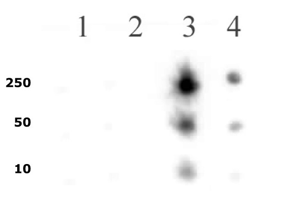 RNA pol II CTD phospho Ser5 antibody (pAb) tested by dot blot analysis.