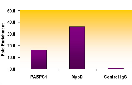 Histone H3K9me2 antibody (pAb) tested by ChIP.