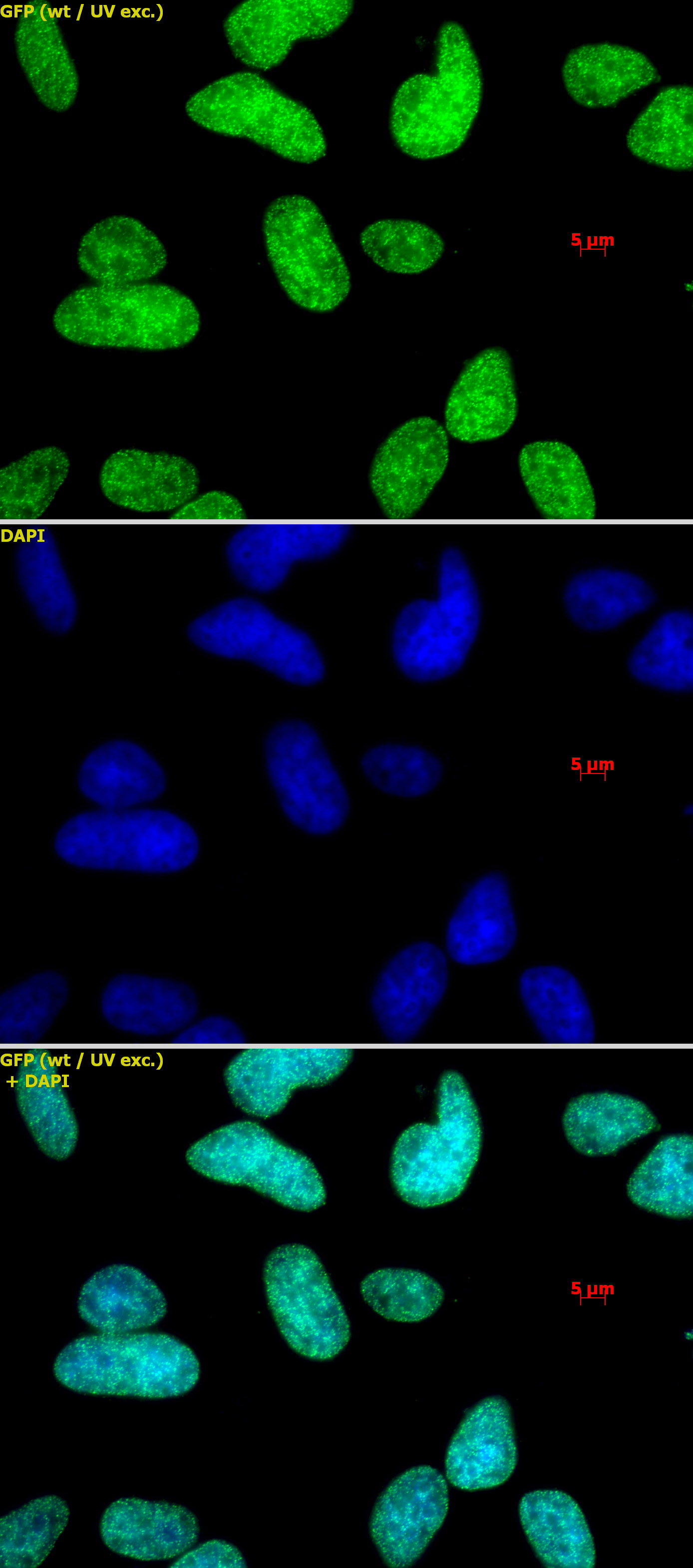 Histone H3K9me1me2me3 antibody (pAb) tested by immunofluorescence.