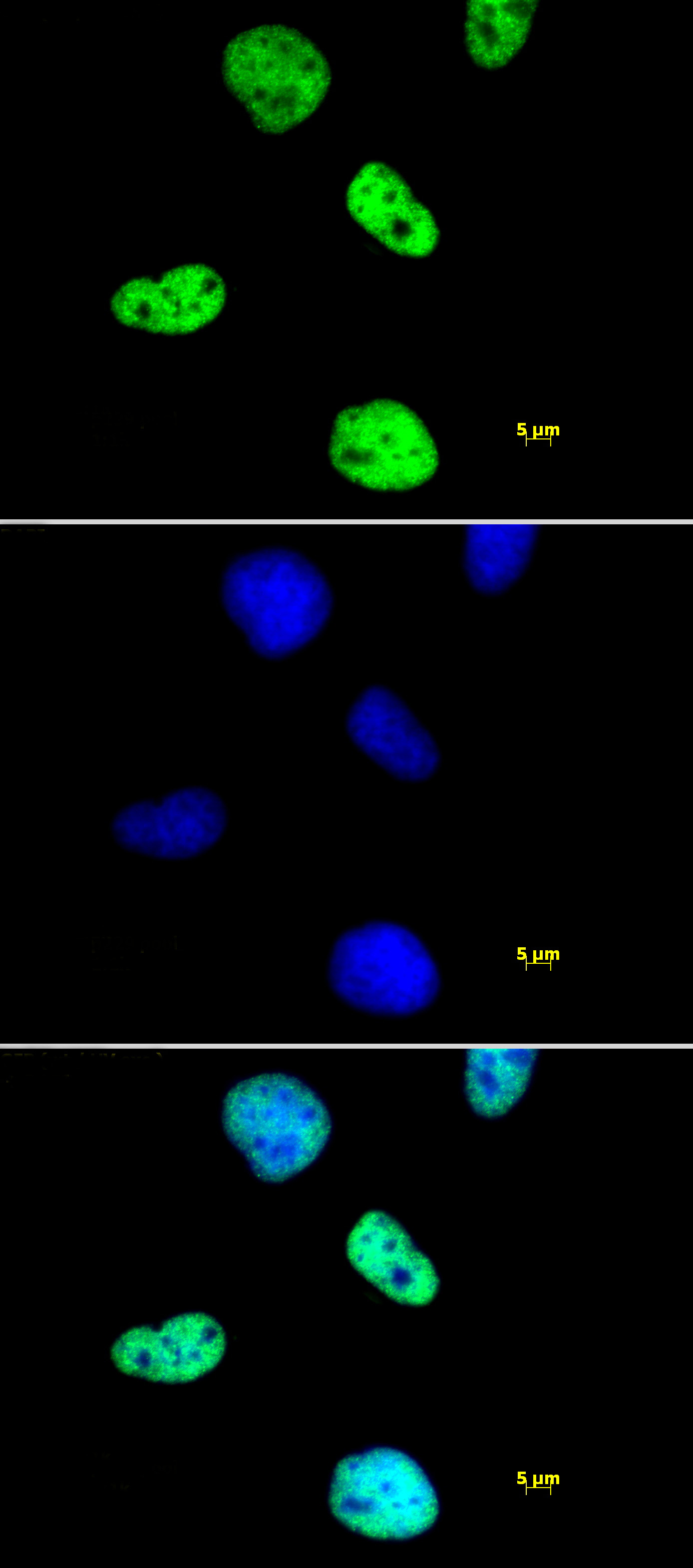 Histone H4ac (pan-acetyl) antibody (pAb) tested by immunofluorescence.