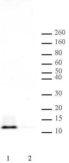Histone H4ac (pan-acetyl) antibody (pAb) tested by Western blot.