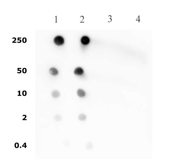 Histone H4ac (pan-acetyl) antibody (pAb) tested by dot blot analysis.