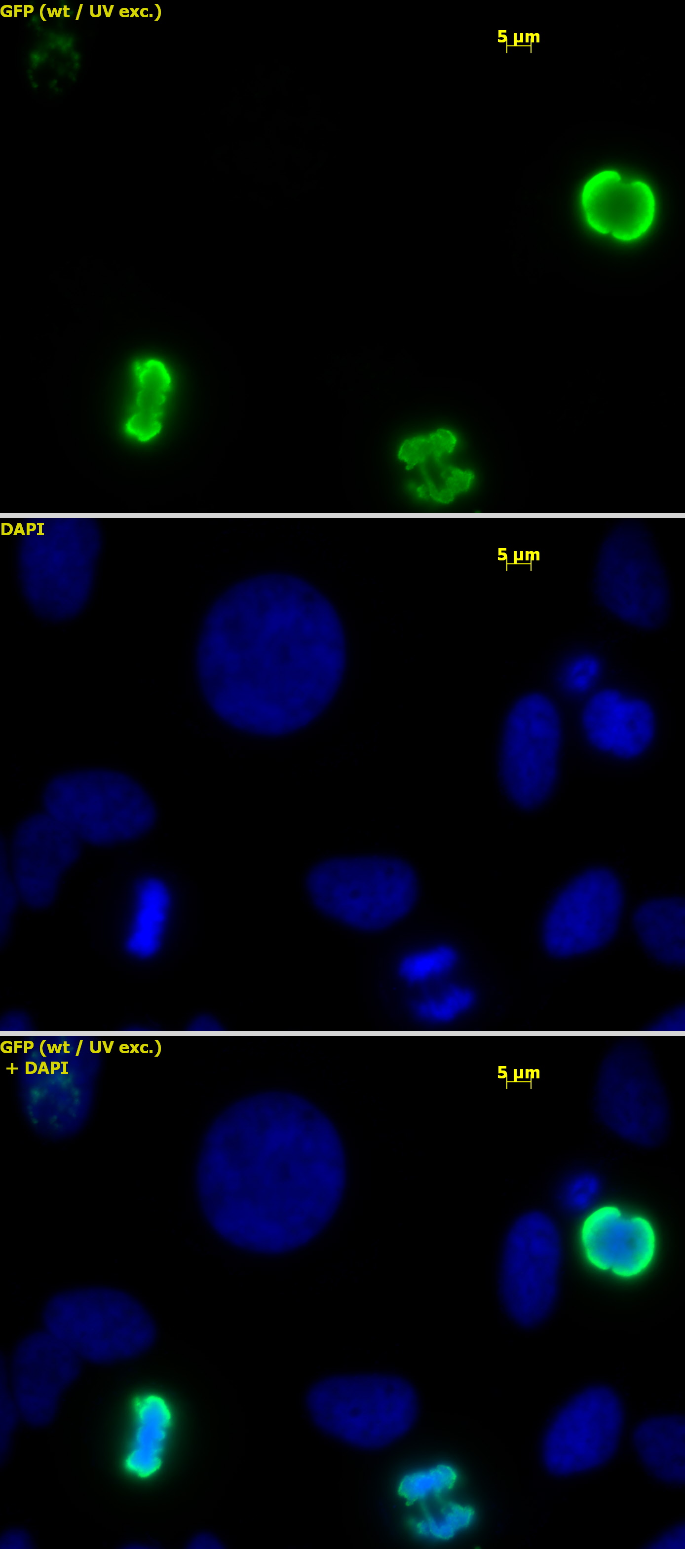 Histone H3S10ph antibody (pAb) tested by immunofluorescence.