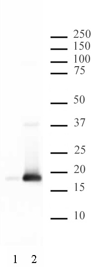 Histone H3S10ph antibody (pAb) tested by Western blot.