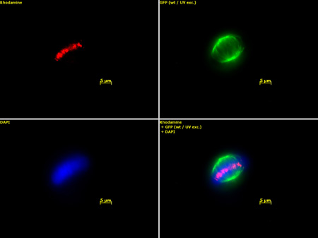 Aurora B antibody (pAb) tested by immunofluorescence.