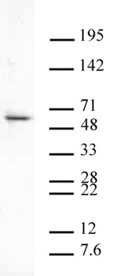 Aurora B antibody (pAb) tested by Western blot.