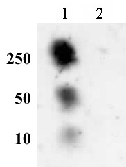 Histone H2AS129ph antibody (pAb) tested by dot blot analysis.