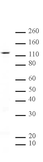 SIRT1 antibody (mAb) tested by Western blot.