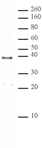 MRG15 antibody (pAb) tested by Western blot.