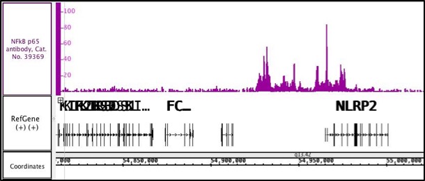 NFκB p65 antibody (pAb) tested by ChIP-Seq.