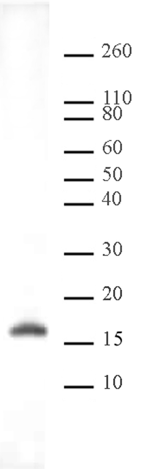 Histone H3K9me2 antibody (pAb) tested by Western blot.