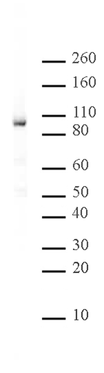 Rad21 antibody (mAb) tested by Western blot.