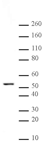 alpha Tubulin antibody (mAb) tested by Western blot.