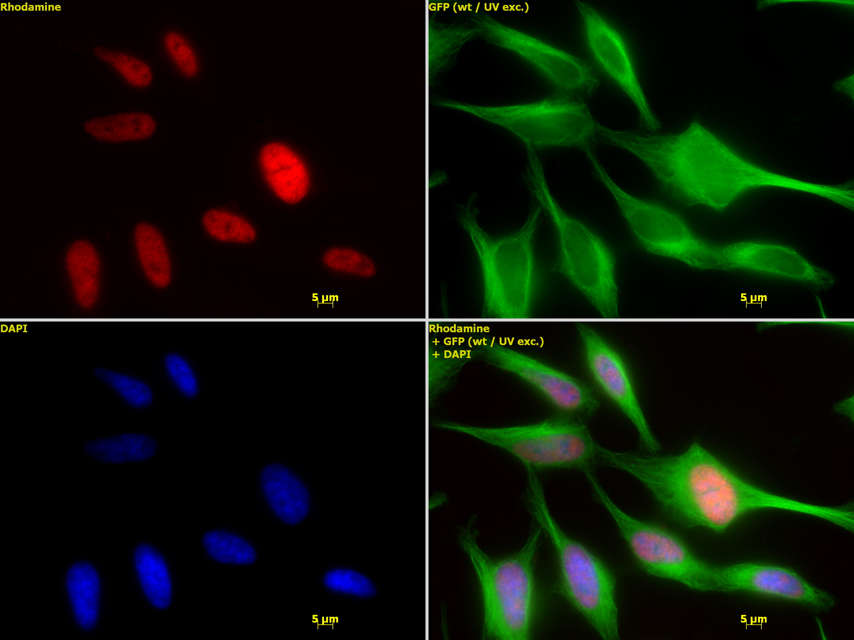 HDAC2 antibody (mAb) tested by immunofluorescence.