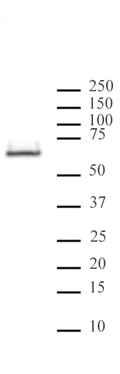 HDAC2 antibody (mAb) tested by Western blot.