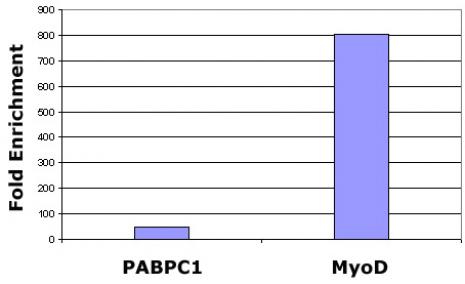 Histone H3K27me2me3 antibody (mAb) tested by ChIP.