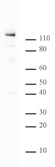 PARP-1 C-terminal antibody (pAb) tested by Western blot.