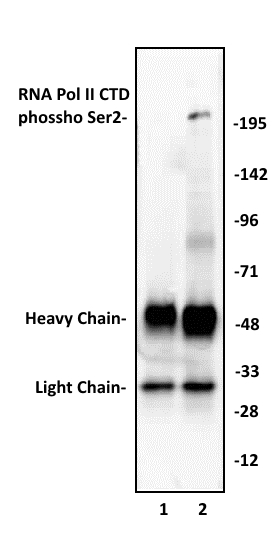 RNA pol II CTD phospho Ser2 antibody (pAb) tested by immunoprecipitation.
