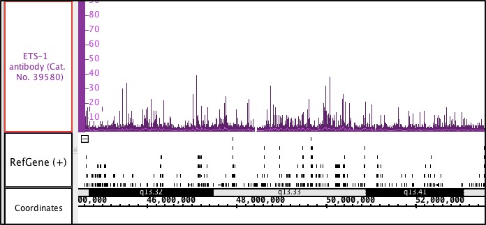Ets-1 antibody (pAb) tested by ChIP-Seq.
