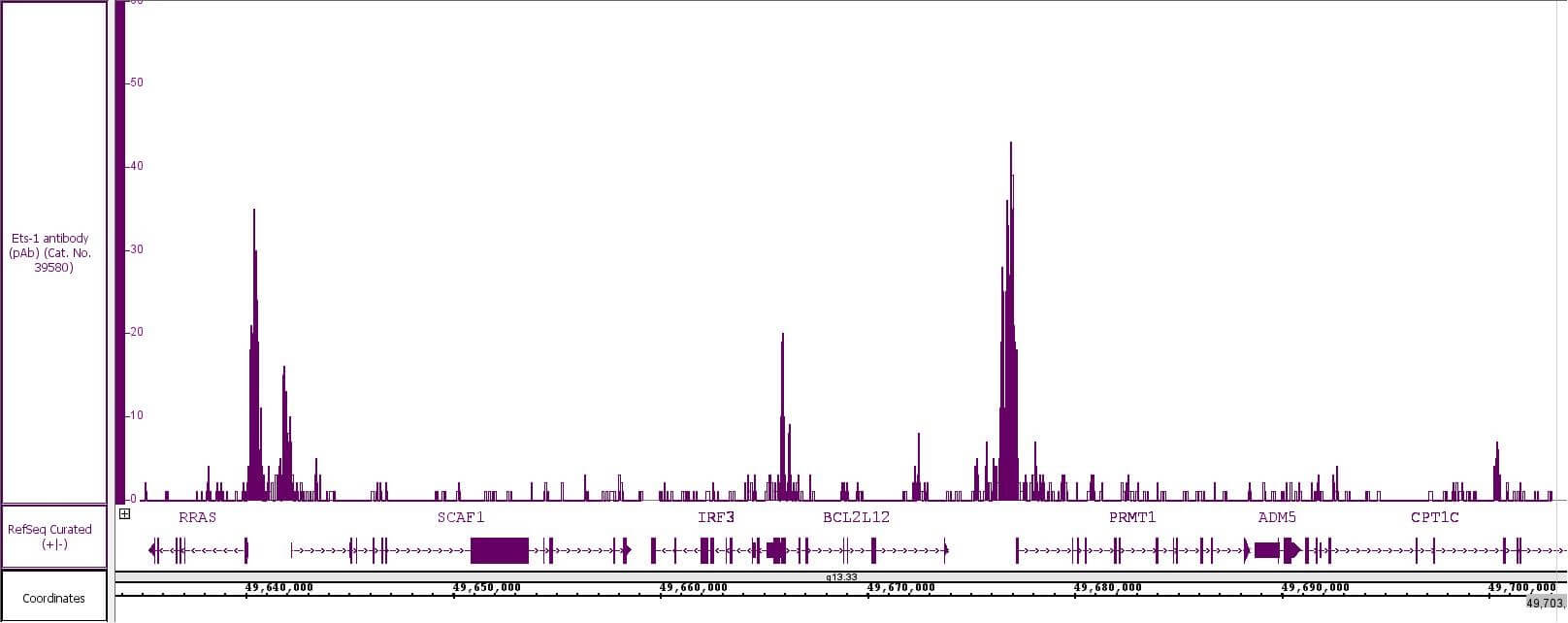 Ets-1 antibody (pAb) tested by CUT&RUN