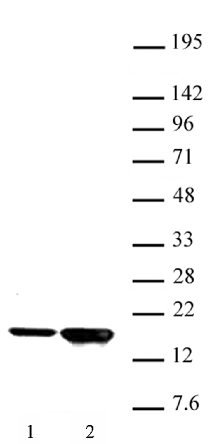 Histone H3K9ac antibody (pAb) tested by Western blot.