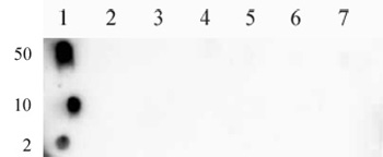 Histone H3K9ac antibody (pAb) tested by dot blot analysis.
