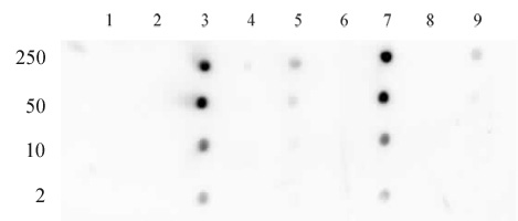 Histone H3K18ac antibody (pAb) tested by dot blot analysis.
