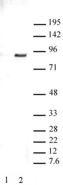 STAT3 phospho Tyr705 antibody (pAb) tested by Western blot.