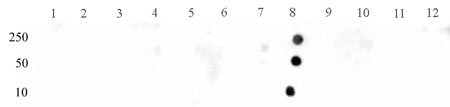 STAT3 phospho Tyr705 antibody (pAb) tested by dot blot analysis.