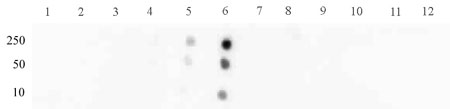 STAT3 phospho Ser727 antibody (pAb) tested by dot blot analysis.