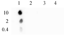 Histone H3S10ph antibody (mAb) tested by dot blot analysis.