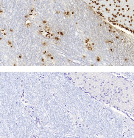 5-Methylcytosine (5-mC) antibody (mAb) tested by immunohistochemistry.