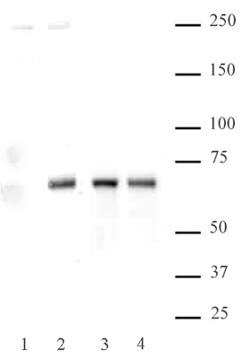 NFκB p65 phospho Ser536 antibody (pAb) tested by Western blot.