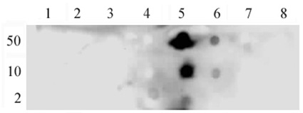NFκB p65 phospho Ser536 antibody (pAb) tested by dot blot analysis.