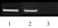 Histone H3K9me2 antibody (mAb) tested by ChIP.
