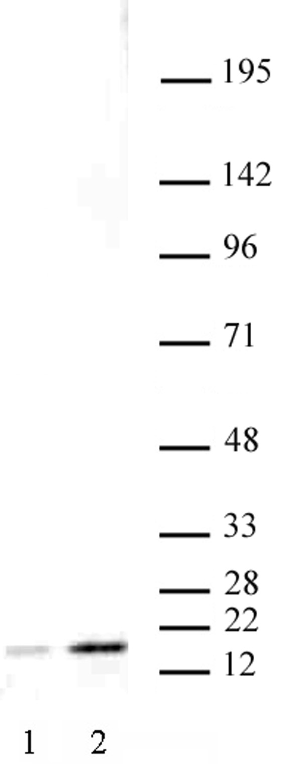 Histone H3K27ac antibody (mAb) tested by Western blot.