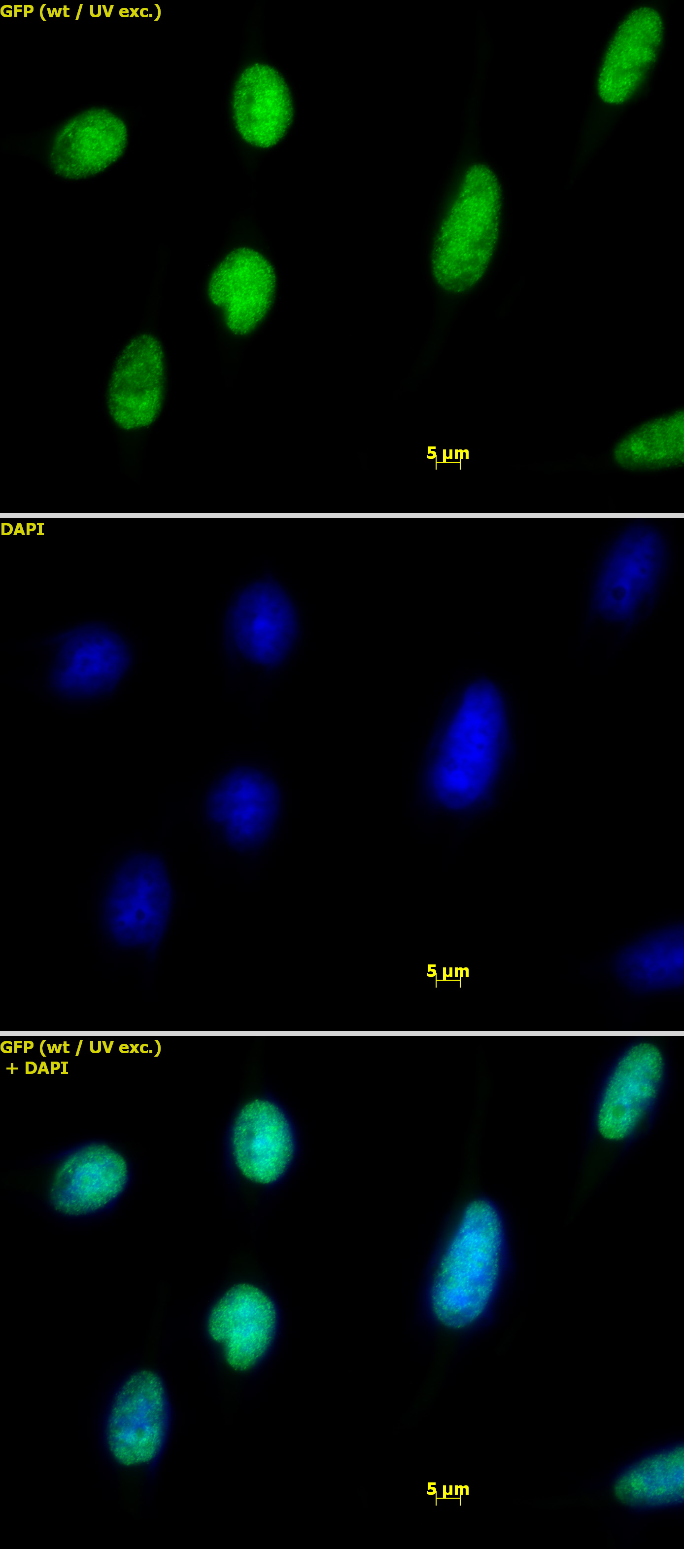 Histone H2A.X antibody (pAb) tested by immunofluorescence.