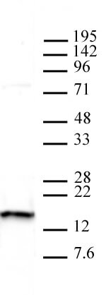 Histone H2A.X antibody (pAb) tested by Western blot.
