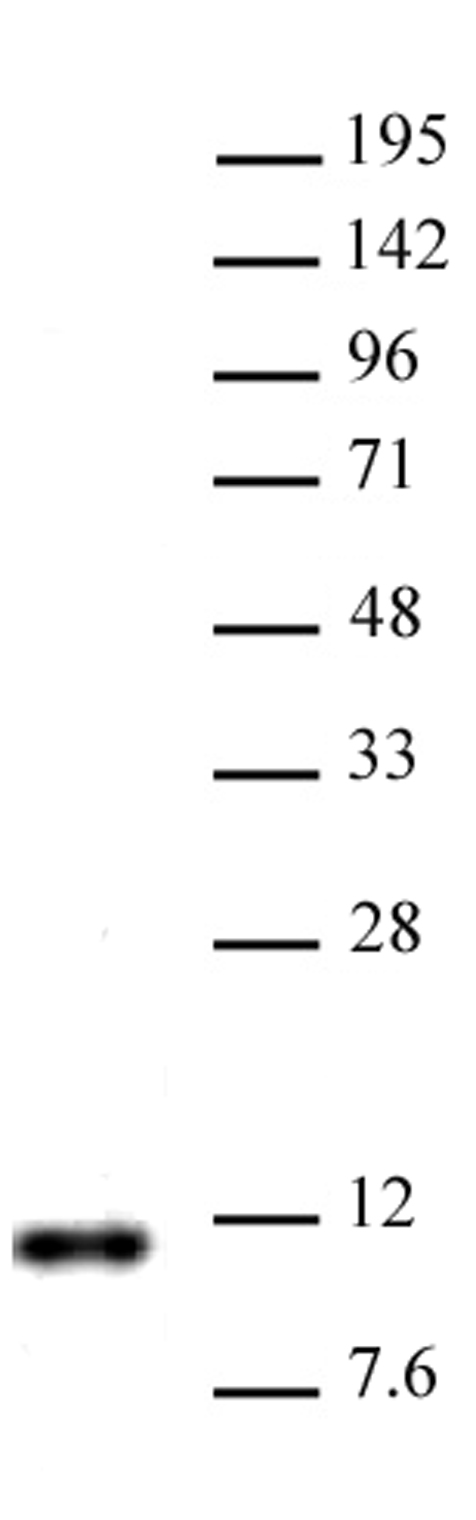 Histone H4R3me2a (asymmetric) antibody (pAb) tested by Western blot.