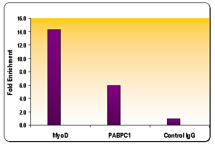 Histone H3K9me2 antibody (pAb) tested by ChIP.