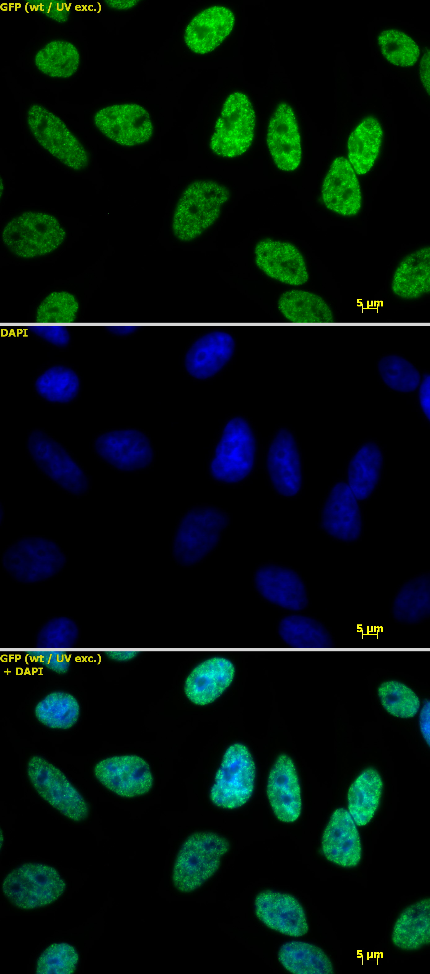 Histone H3K18ac antibody (pAb) tested by immunofluorescence.