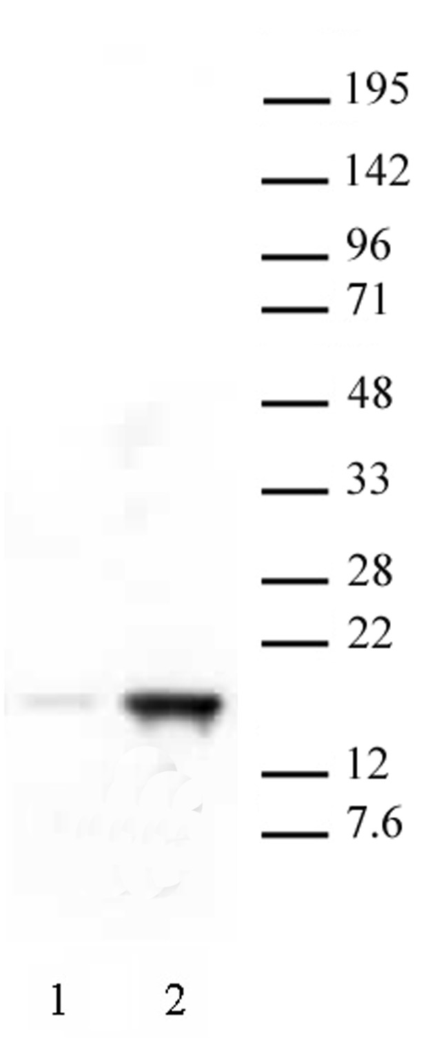Histone H3K18ac antibody (pAb) tested by Western blot.