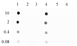 5-Hydroxymethylcytosine (5-hmC) antibody (pAb) tested by dot blot analysis.